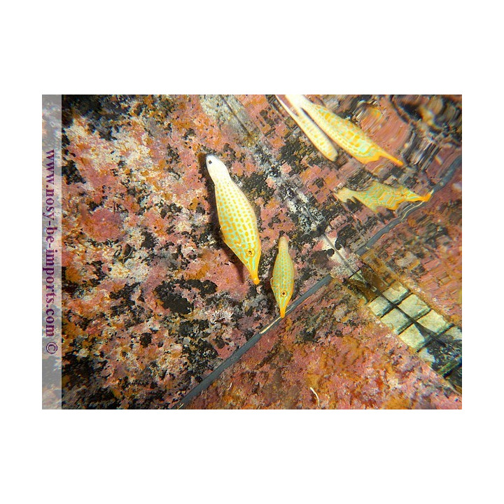 Oxymonacanthus longirostris