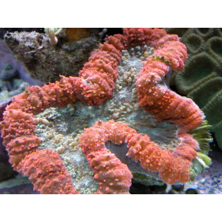 Lobophyllia hemprichi