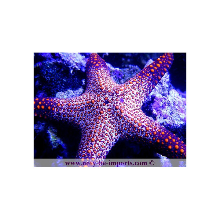 Protoreaster nodosus