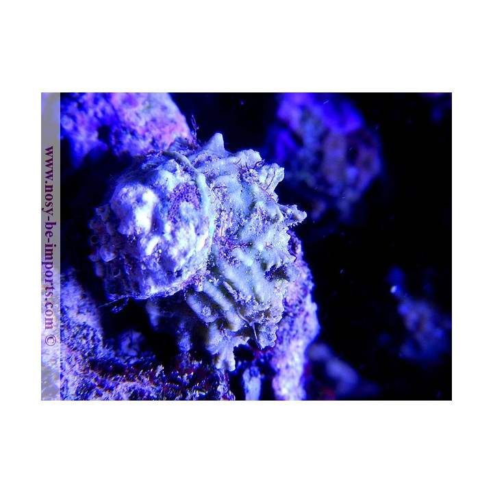 Astrea étoilé - escargot - aquarium sur mesure