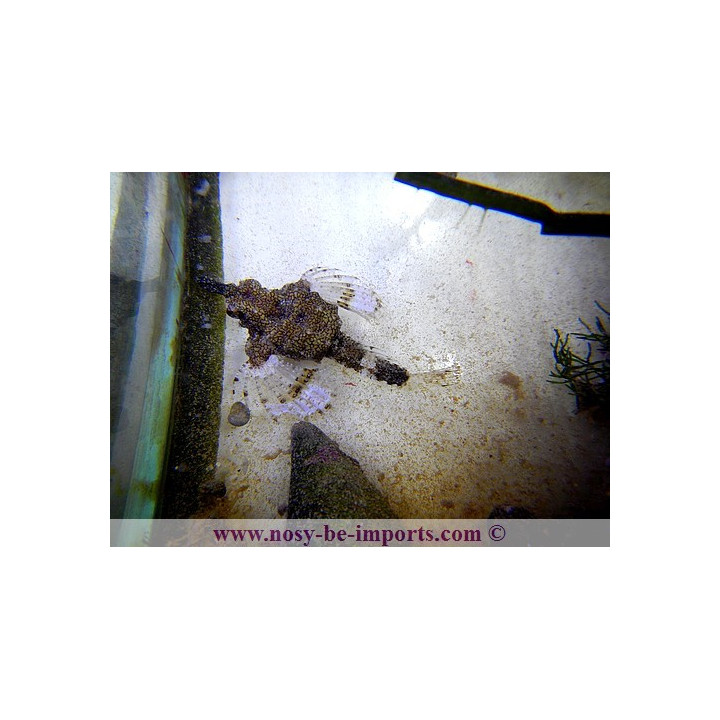Eurypegasus draconis