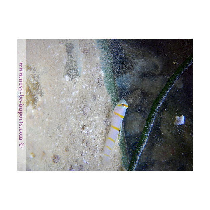 Amblyeleotris randalli