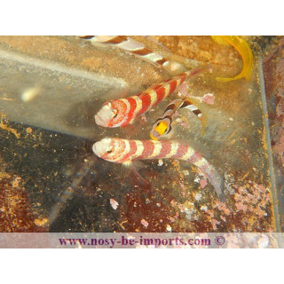 Amblyeleotris wheeleri