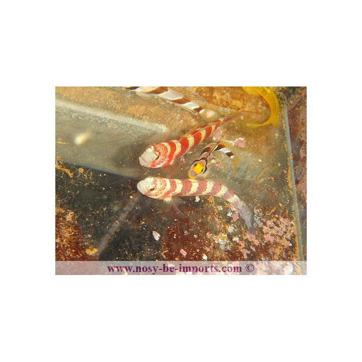 Amblyeleotris wheeleri