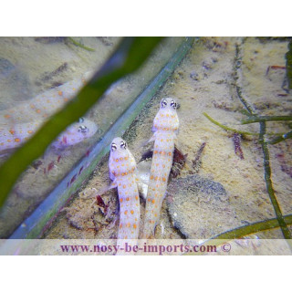 Amblyeleotris guttata