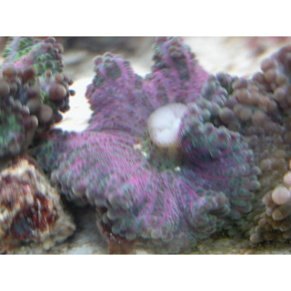 Ricordea yuma multicolore