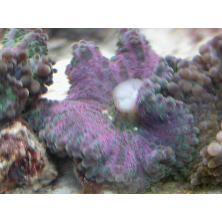 Ricordea yuma multicolore