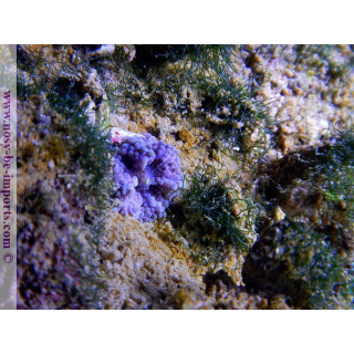 Ricordea yuma violet