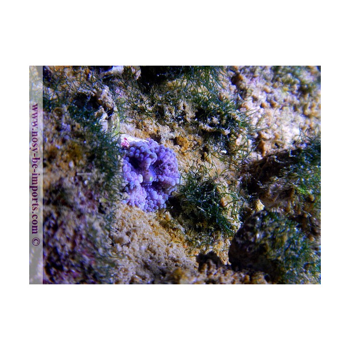 Ricordea yuma violet