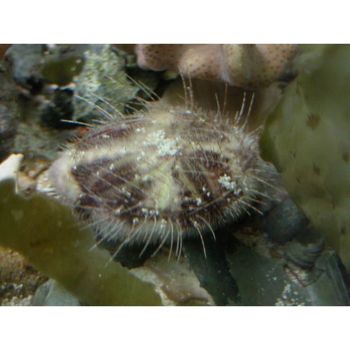 Metalia sternalis - oursin des sables - aquarium eau de mer