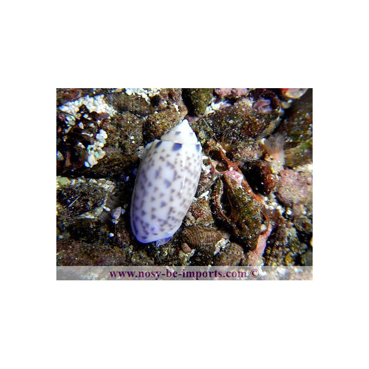 Oliva sp., détritivores, aquarium sur mesure