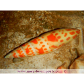 Mitra mitra
