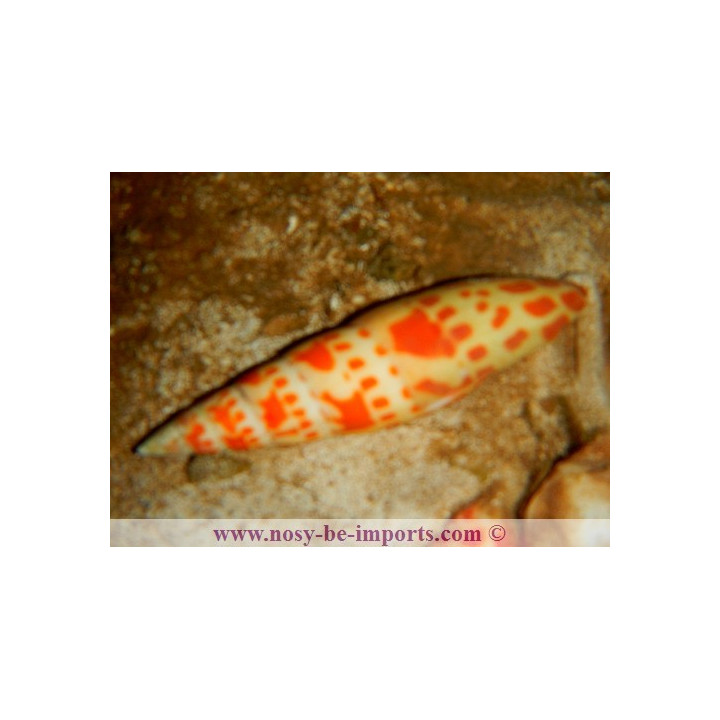 Mitra mitra