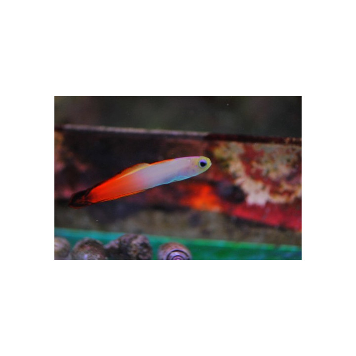 Nemateleotris magnifica