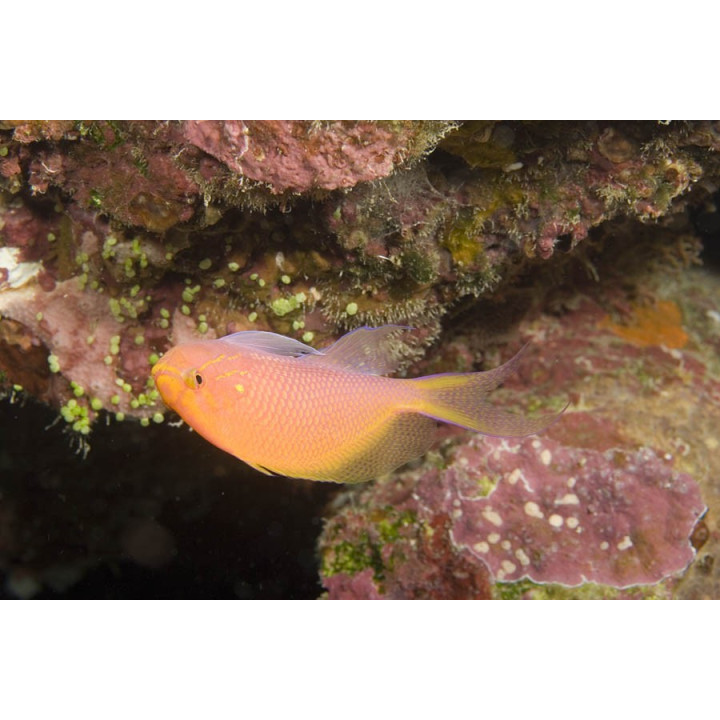 Serranocirrhites latus