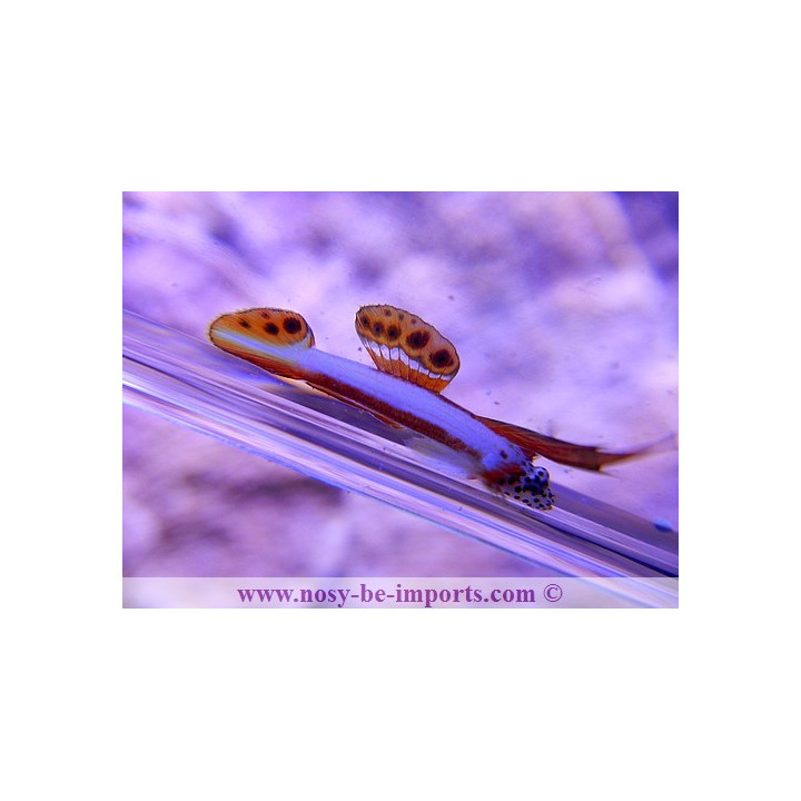 discordipinna griessingeri