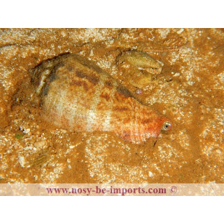 Strombus luhuanus