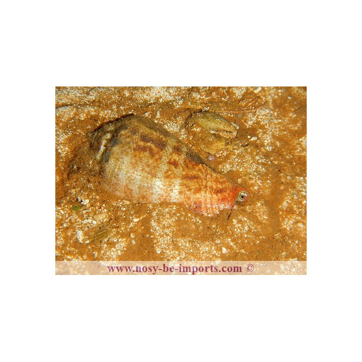 Strombus luhuanus