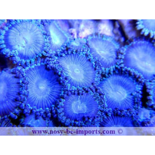 zoanthus sp. bleus