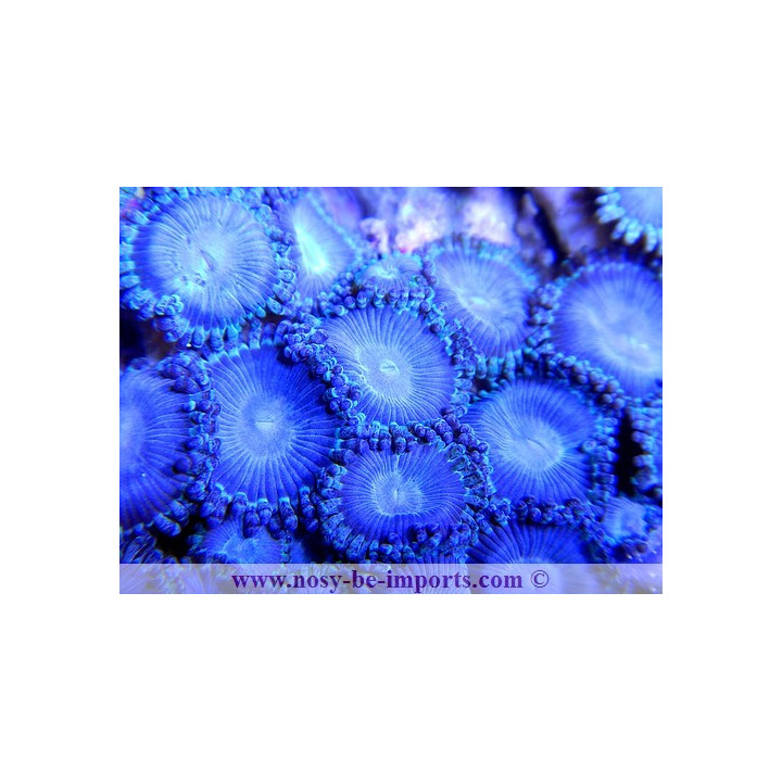 zoanthus sp. bleus
