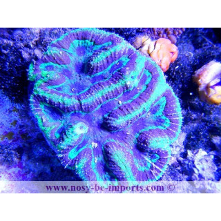 Symphyllia sp. tricolor
