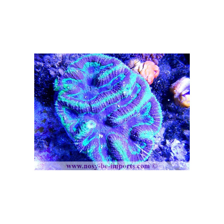 Symphyllia sp. tricolor