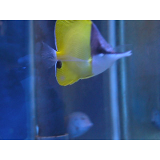 Forcipiger flavissimus