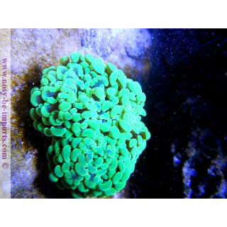 Euphyllia paraancora - coraux VPC - Aquarium sur mesure