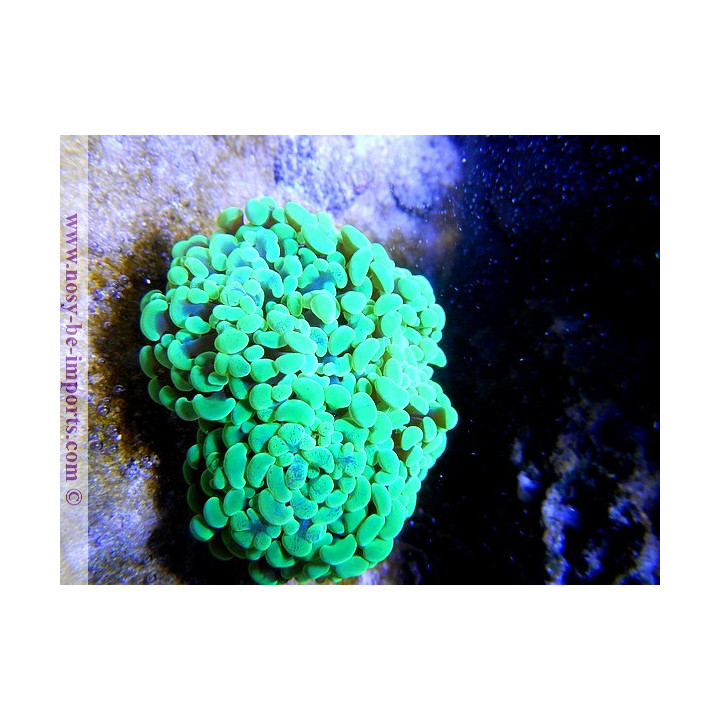 Euphyllia paraancora - coraux VPC - Aquarium sur mesure