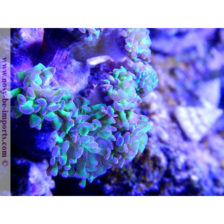 Euphyllia parancora polype vert