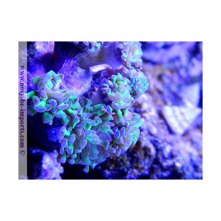 Euphyllia parancora polype vert