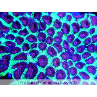 Favia sp. rouge et vert - Coraux en VPC - Aquarium sur mesure