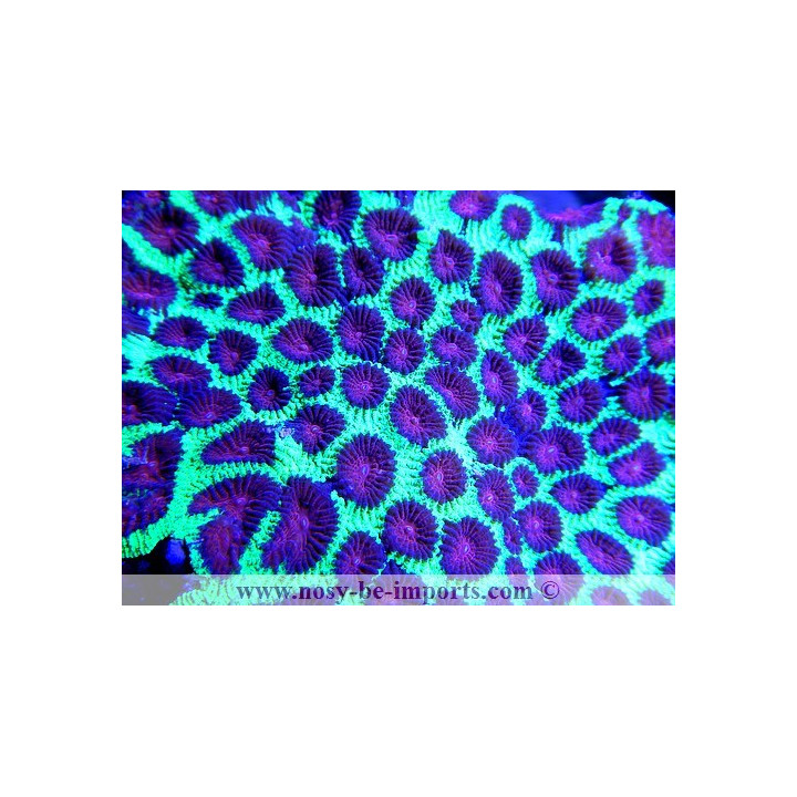 Favia sp. rouge et vert - Coraux en VPC - Aquarium sur mesure
