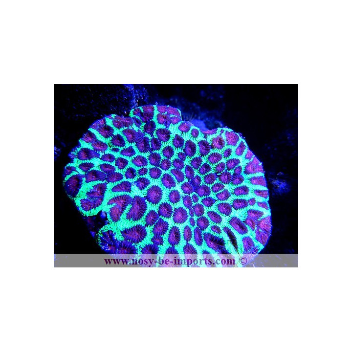 Favia sp. rouge et vert - Coraux en VPC - Aquarium sur mesure