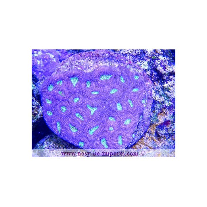 Favia sp. violet