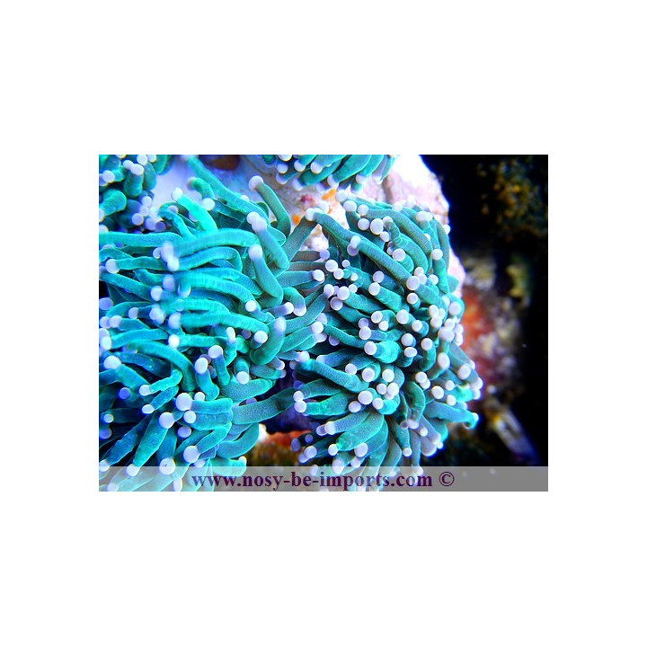 Euphyllia glabrescens - Nosy Be Imports - Coraux VPC - Aquarium sur mesure