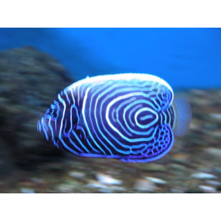 Pomacanthus imperator juvénile