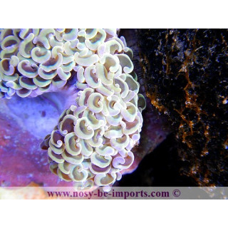 Euphyllia ancora pointes jaunes