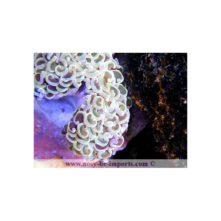 Euphyllia ancora pointes jaunes