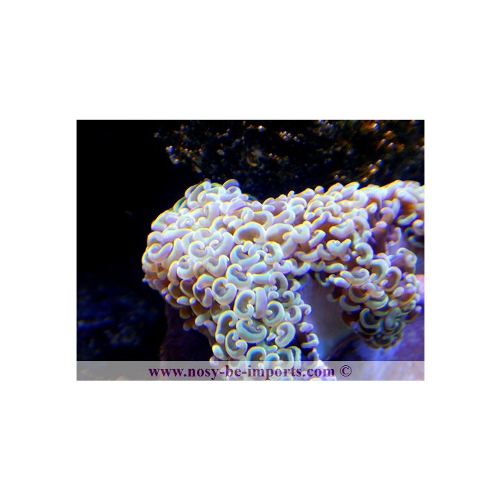 Euphyllia ancora pointes jaunes