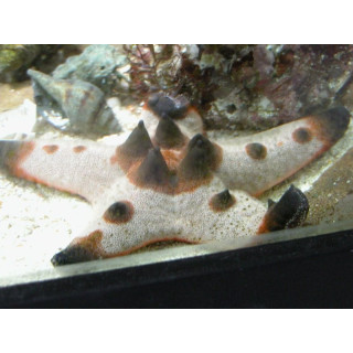 Protoreaster nodosus