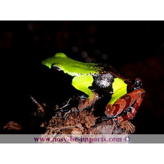 Mantella nigricans - grenouille madagascar