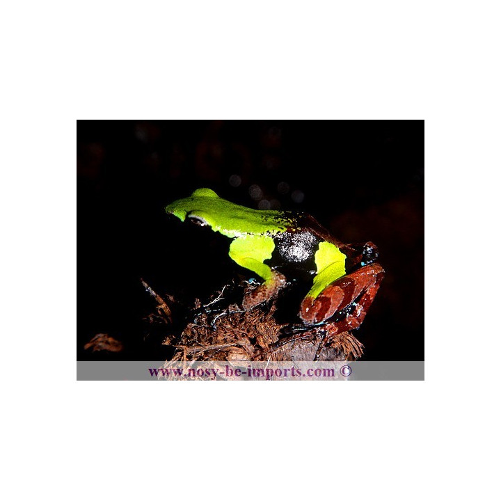 Mantella nigricans - grenouille madagascar