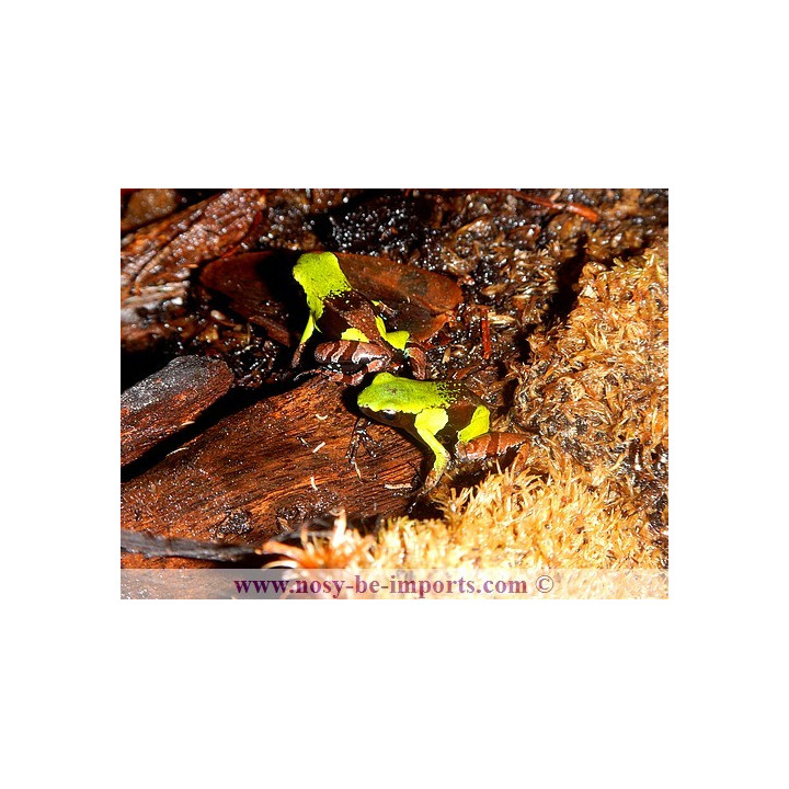 Mantella nigricans - grenouille madagascar
