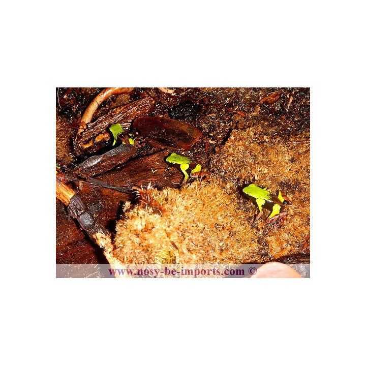 Mantella nigricans - grenouille madagascar