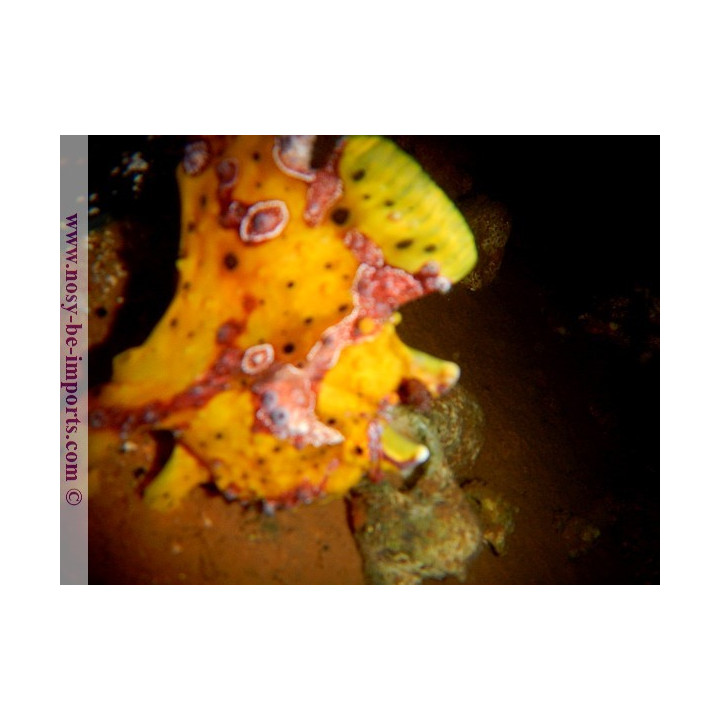 Antennarius maculatus jaune