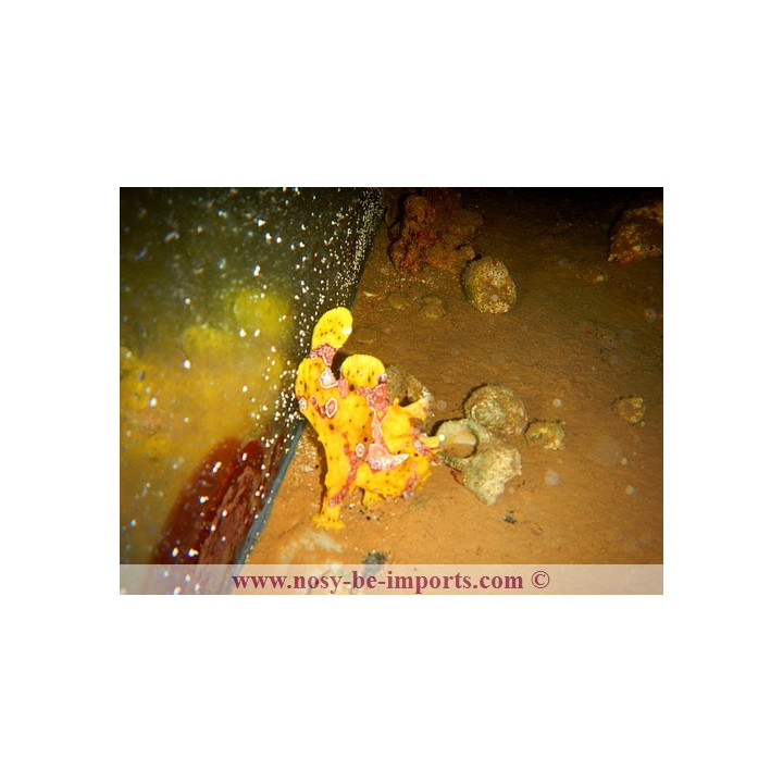 Antennarius maculatus jaune
