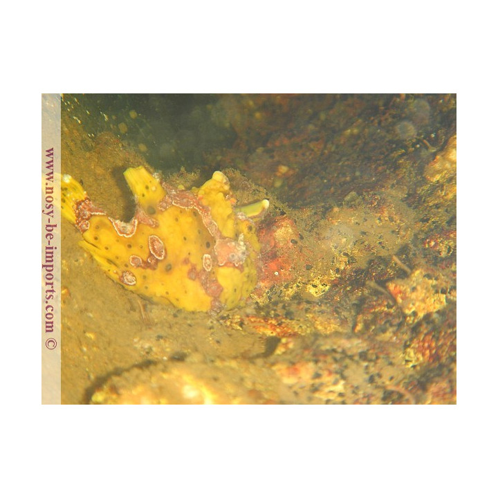 Antennarius maculatus jaune
