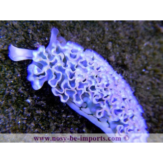 Tridachia crispata