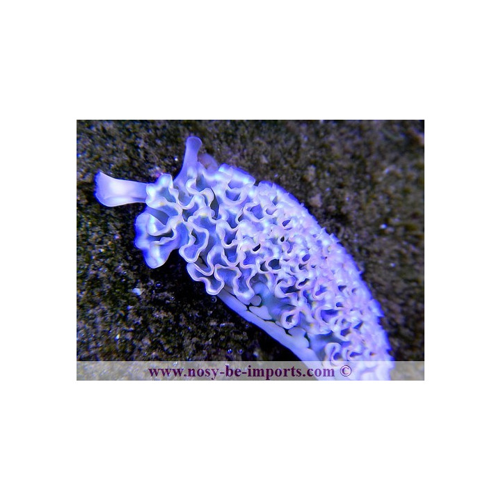 Tridachia crispata
